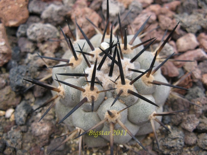 Copiapoa cinerea KK 610