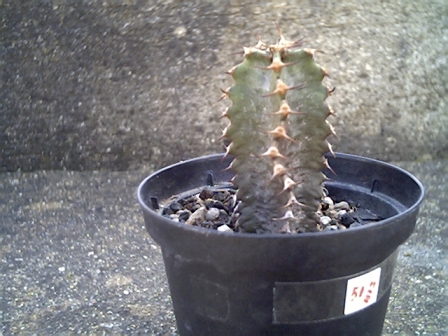 Euphorbia canariensis 