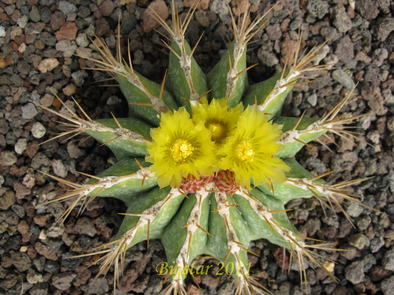 Ferocactus schwarzii 