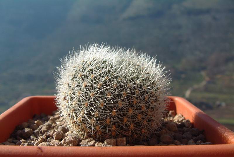 Rebutia xanthocarpa DJF 356