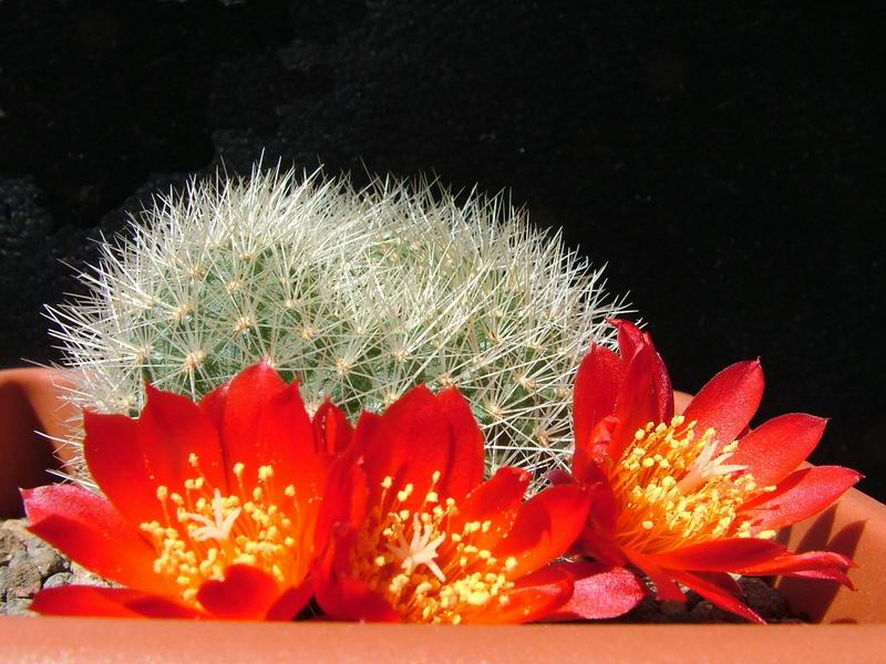 Rebutia xanthocarpa 