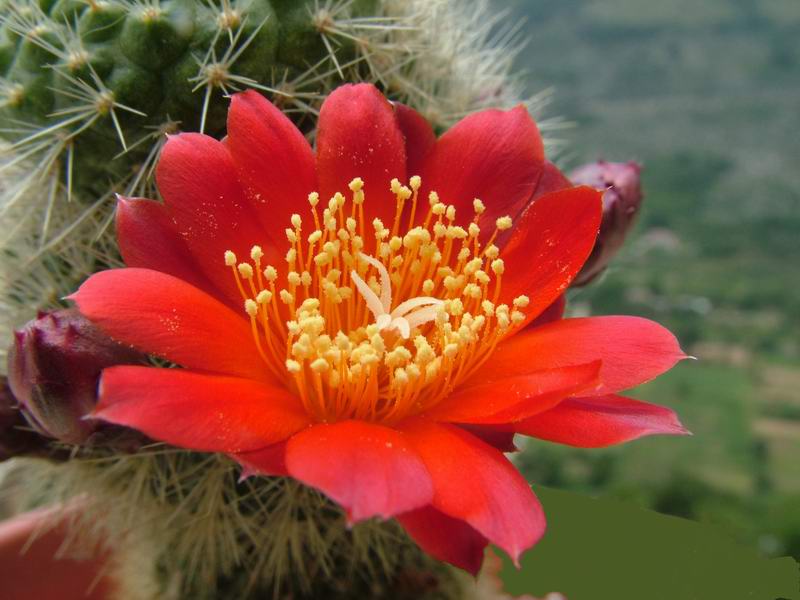 Rebutia xanthocarpa 