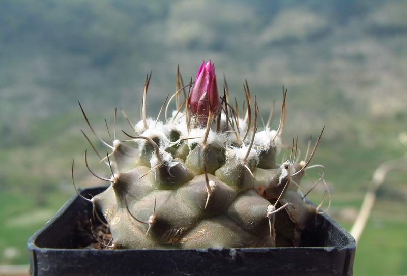 Turbinicarpus roseiflorus 