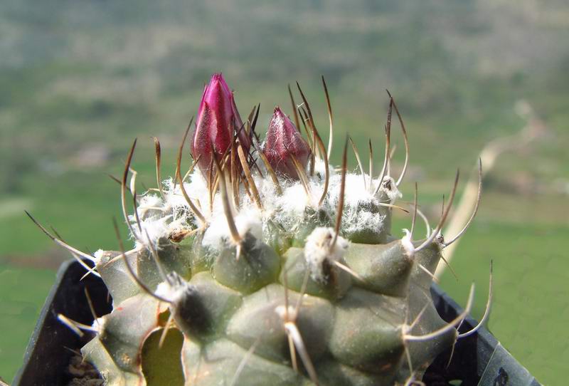 Turbinicarpus roseiflorus 