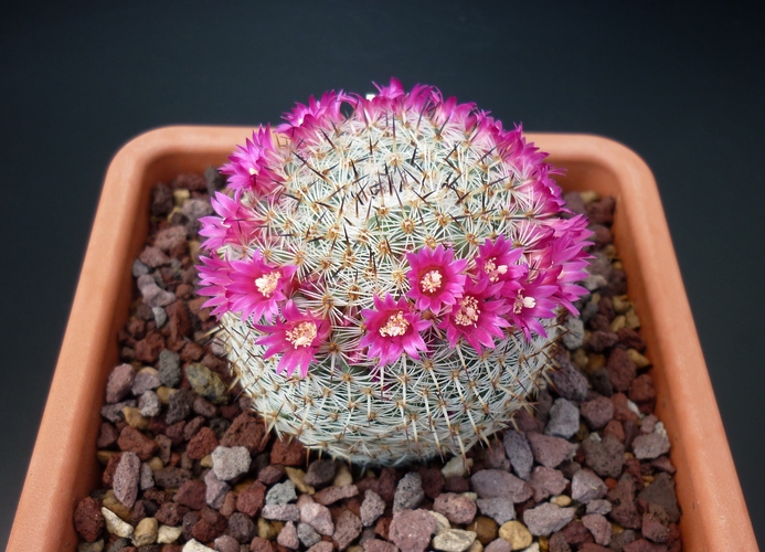 Mammillaria haageana ssp. elegans 