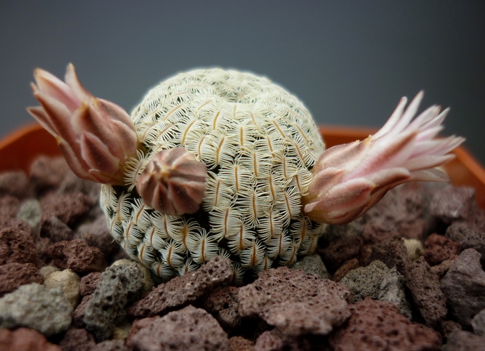 Mammillaria pectinifera 