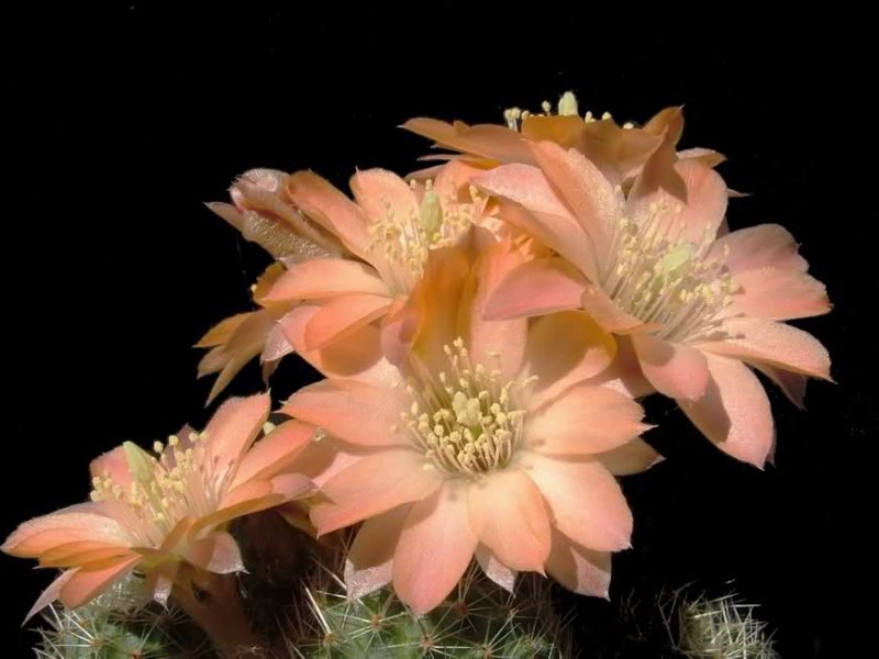 Rebutia haagei v. mudanensis R689