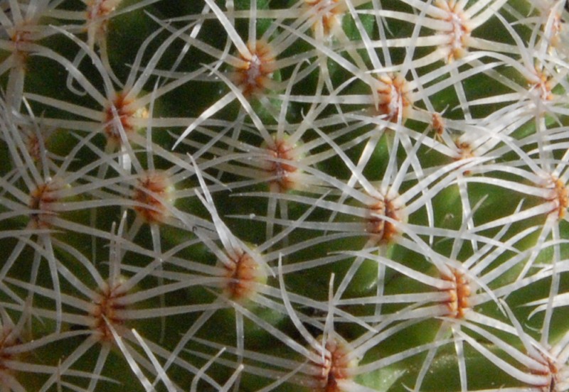 Mammillaria napina 