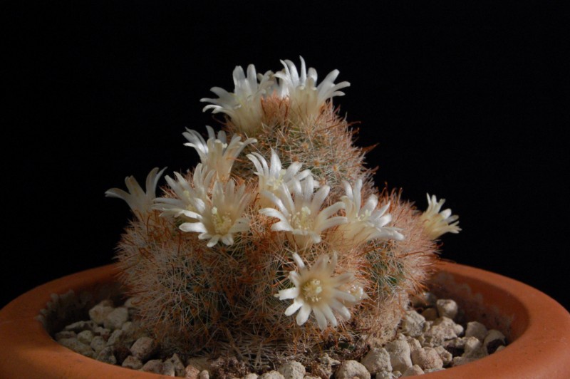 Mammillaria magallanii v. hamatispina 