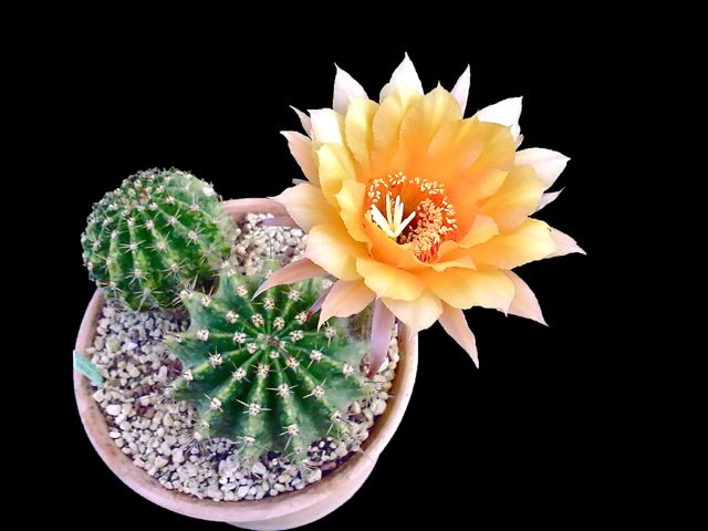 Echinopsis cv. candel light 