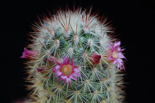 Mammillaria droegeana 