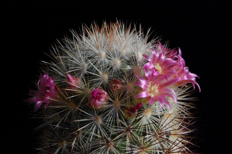 Mammillaria droegeana 