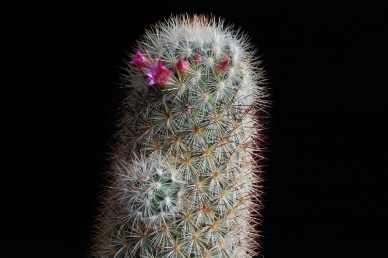 Mammillaria droegeana 