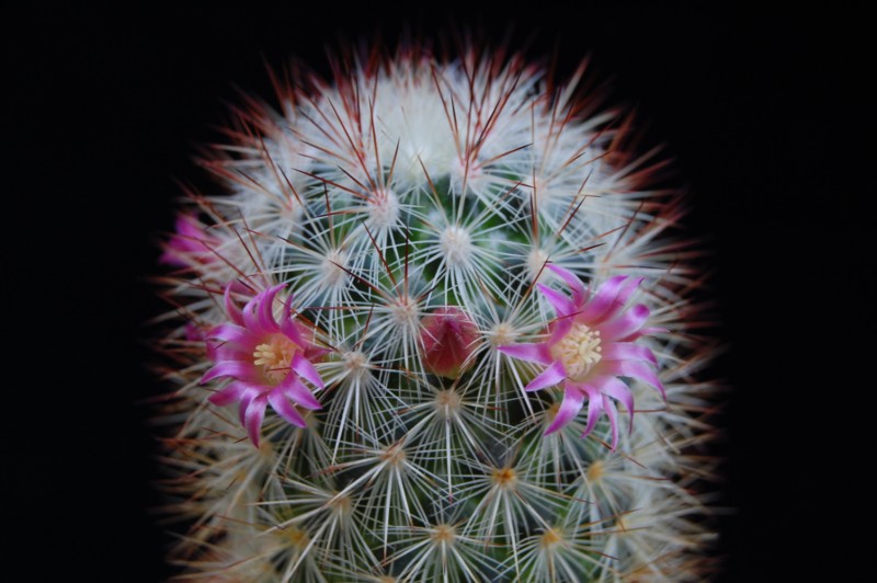 Mammillaria droegeana 