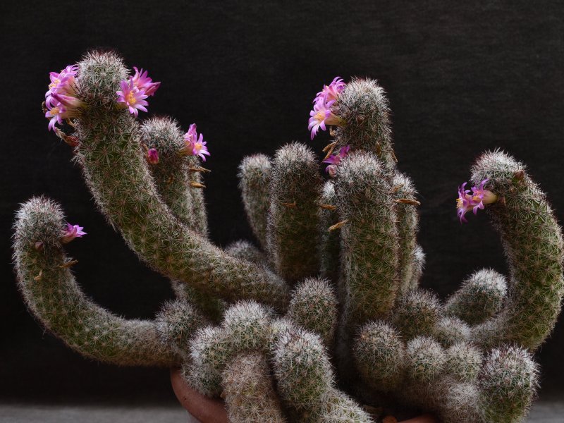 Mammillaria sphacelata ssp. viperina FO 196