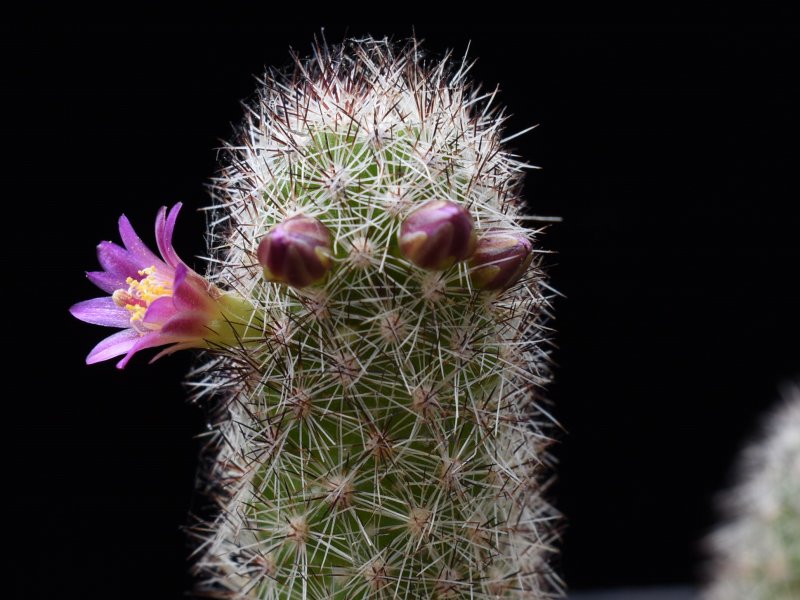 Mammillaria sphacelata ssp. viperina FO 196