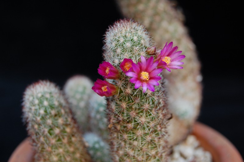 Mammillaria sphacelata ssp. viperina 