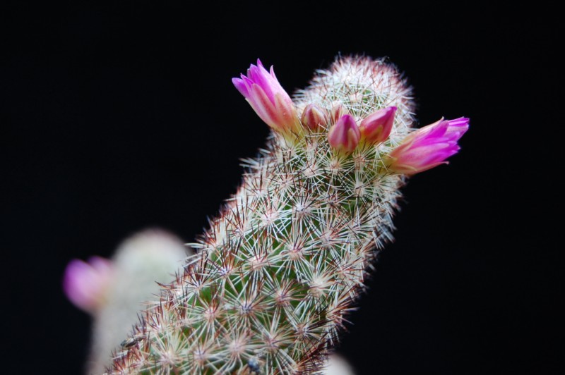 Mammillaria sphacelata ssp. viperina 