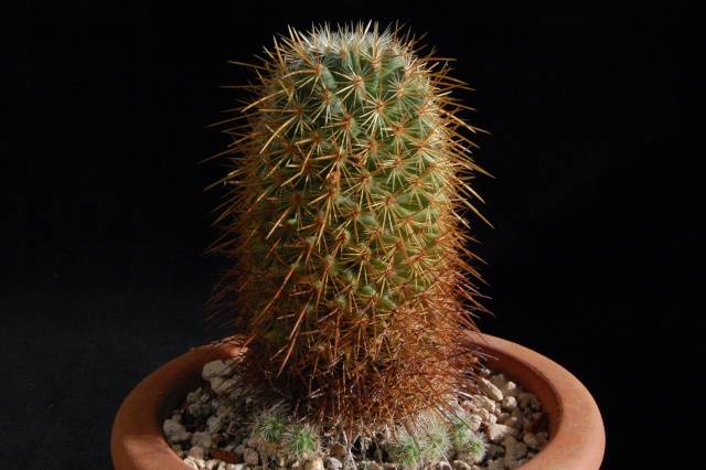 mammillaria rekoi ssp. aureispina ML361