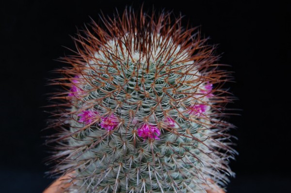 Mammillaria huitzilopochtli ssp. niduliformis LAU 1495