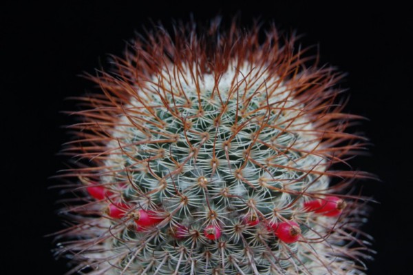 Mammillaria huitzilopochtli ssp. niduliformis LAU 1495