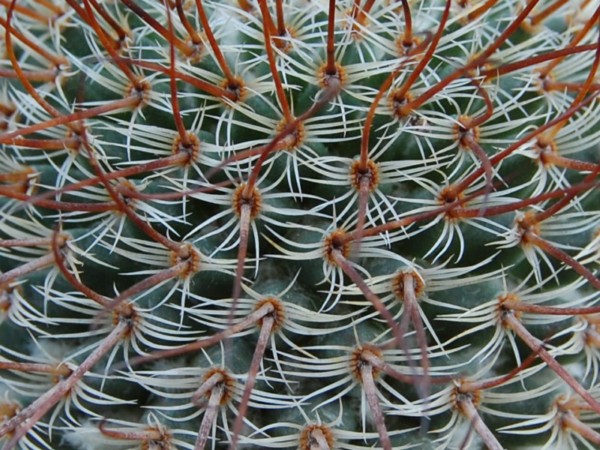 Mammillaria huitzilopochtli ssp. niduliformis LAU 1495