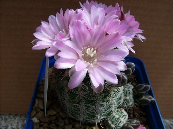 Gymnocalycium bruchii 