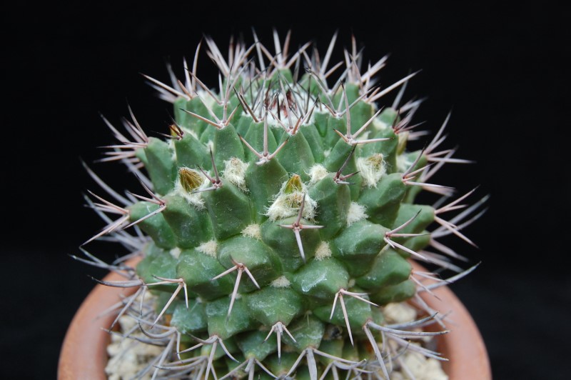 Mammillaria carnea v. robustispina 