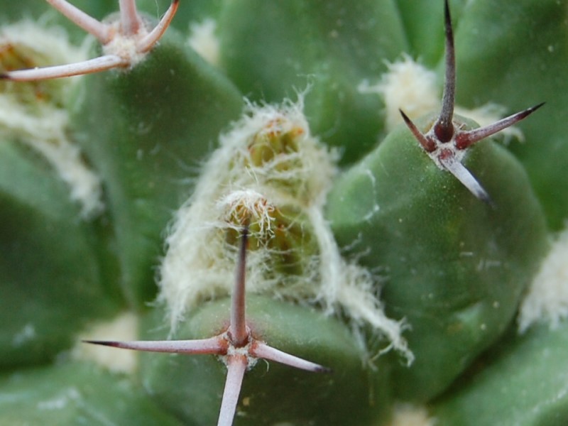 Mammillaria carnea v. robustispina 