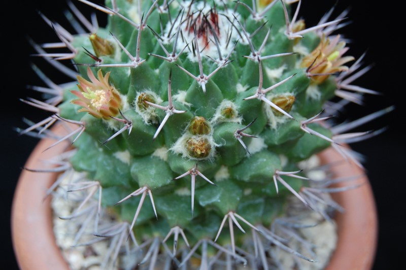 Mammillaria carnea v. robustispina 