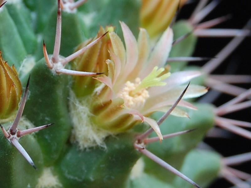 Mammillaria carnea v. robustispina 