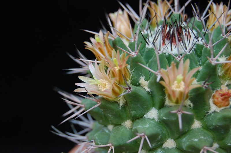 Mammillaria carnea v. robustispina 