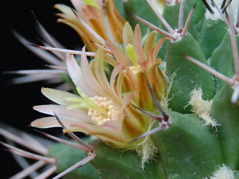 Mammillaria carnea v. robustispina 