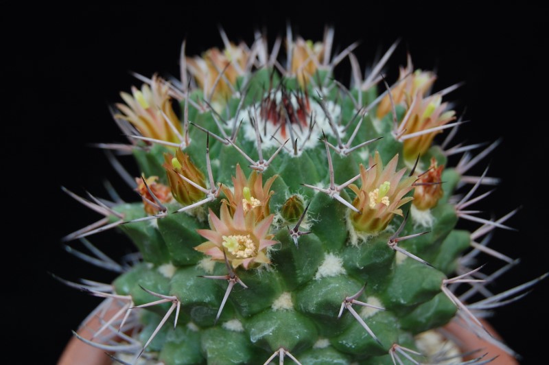 Mammillaria carnea v. robustispina 