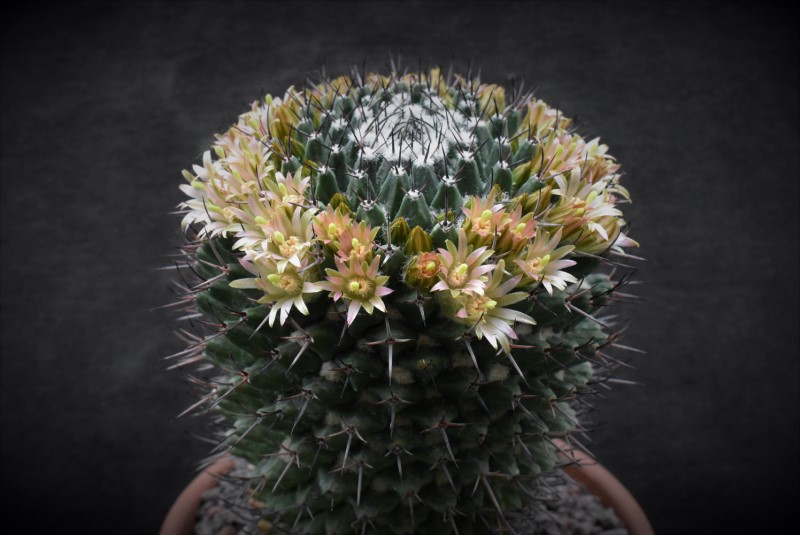 Mammillaria carnea v. robustispina 