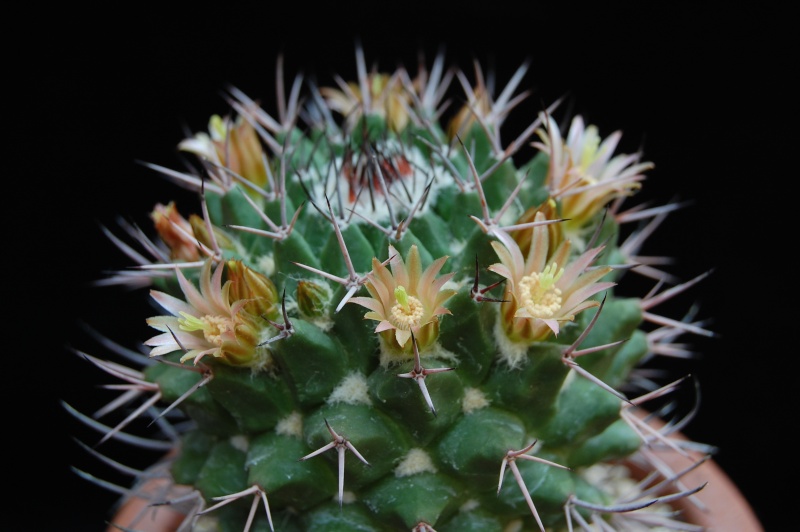 Mammillaria carnea v. robustispina 