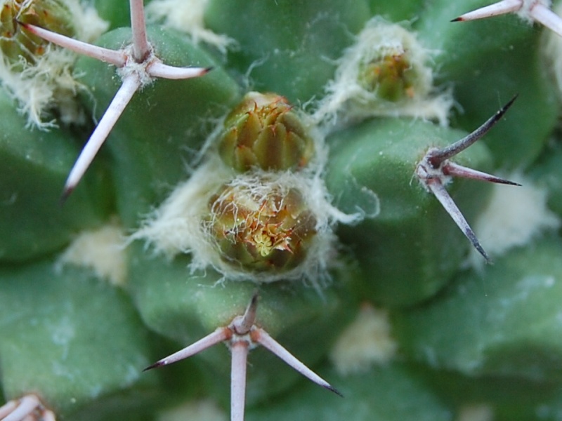 Mammillaria carnea v. robustispina 