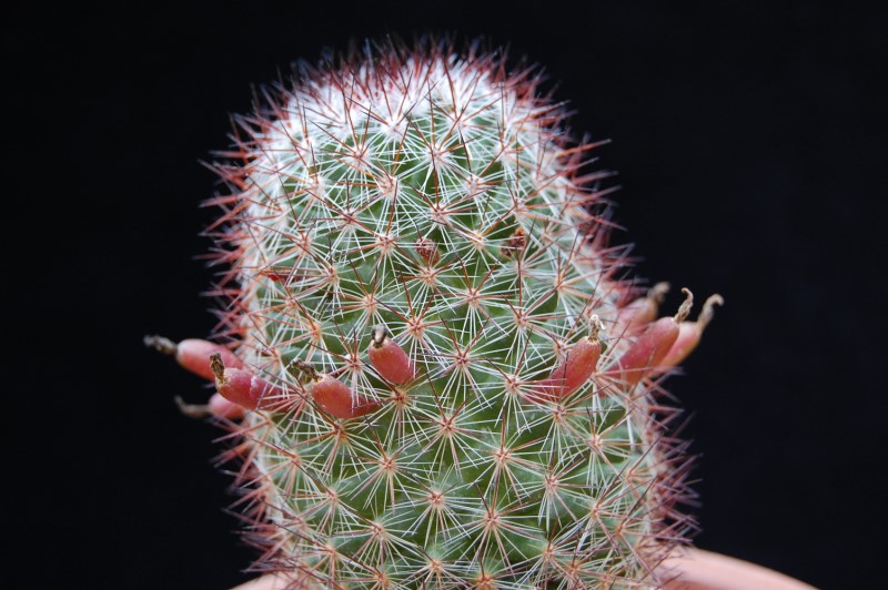 Mammillaria centraliplumosa 