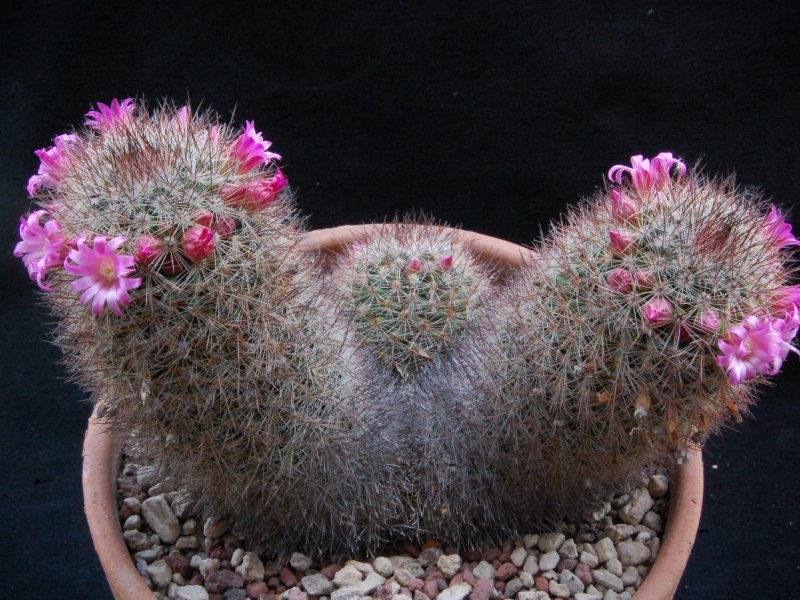 Mammillaria centraliplumosa 