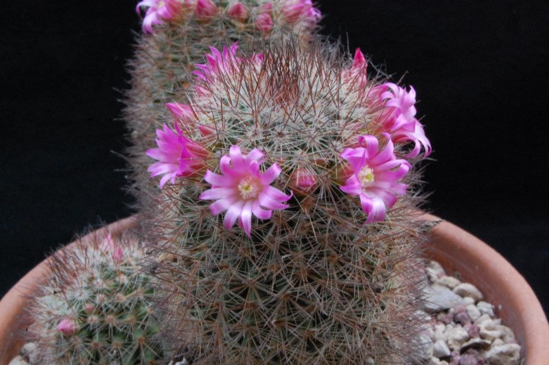 Mammillaria centraliplumosa 