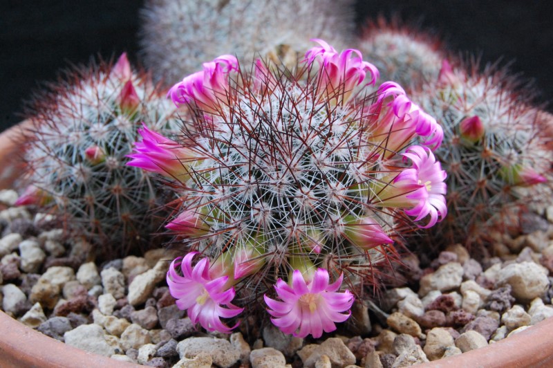 Mammillaria centraliplumosa 