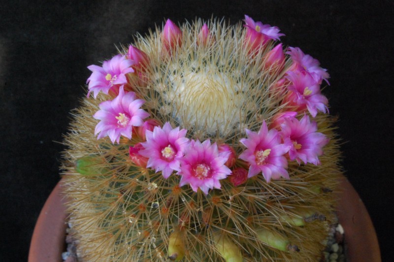 Mammillaria crassior 