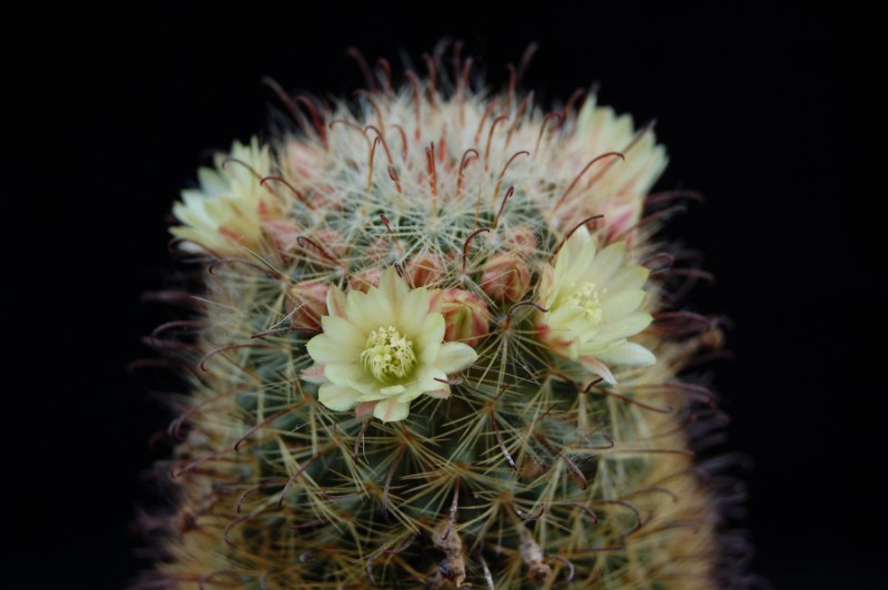 Mammillaria monancistracantha v. chrysacantha 