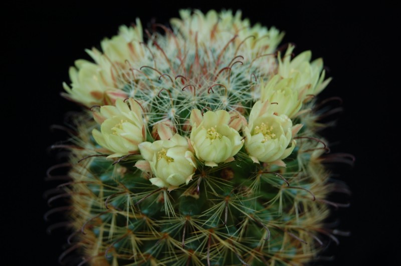 Mammillaria monancistracantha v. chrysacantha 