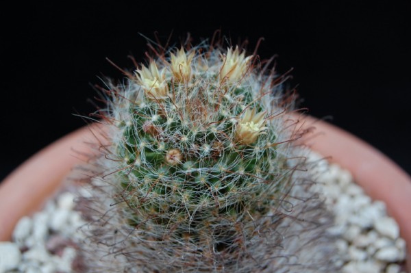 Mammillaria pygmaea 