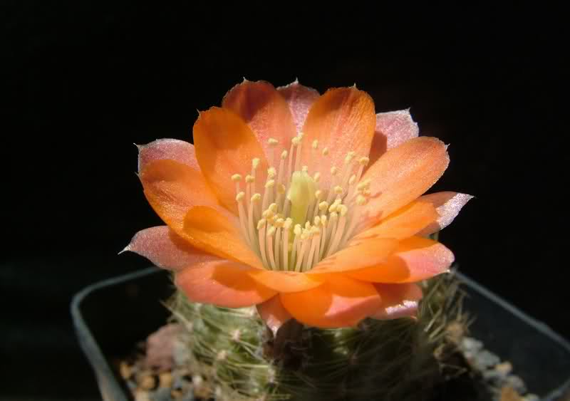 Rebutia pygmaea MN158