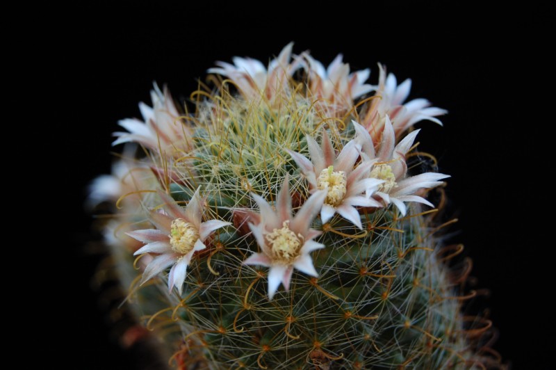 Mammillaria crinita ssp. wildii 