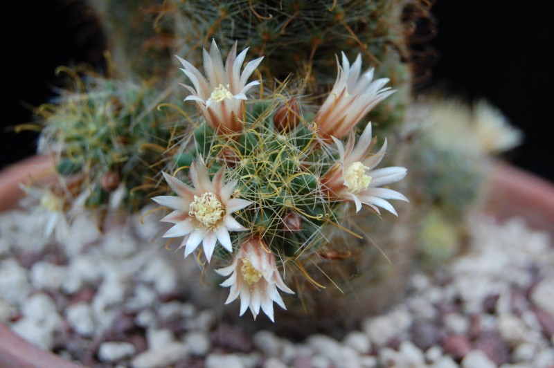 Mammillaria crinita ssp. wildii 