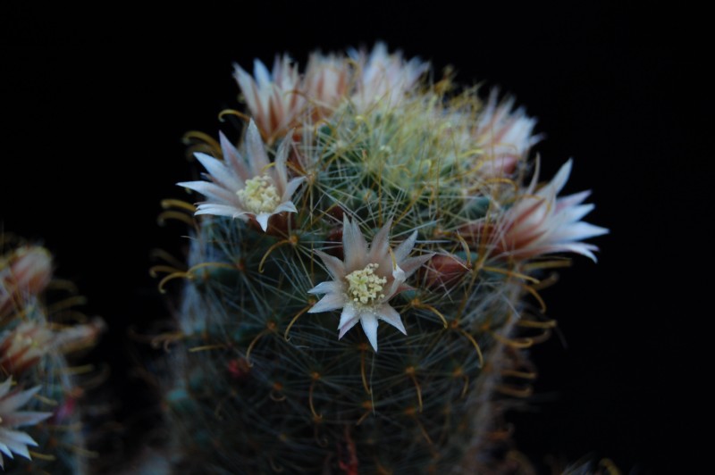 Mammillaria crinita ssp. wildii 