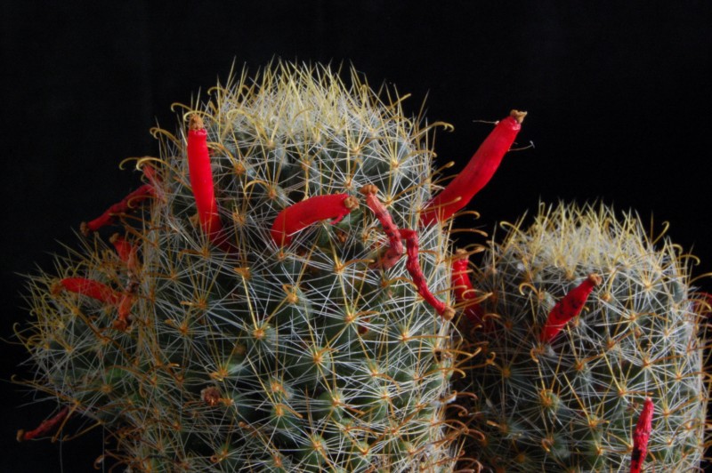 Mammillaria crinita ssp. wildii 